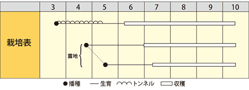 オクラ　みやこ五角