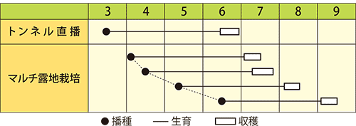 トウモロコシ　シュガースコール