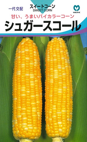 トウモロコシ　シュガースコール