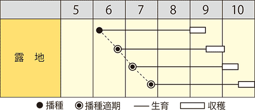 エダマメ　中早生たんくろう