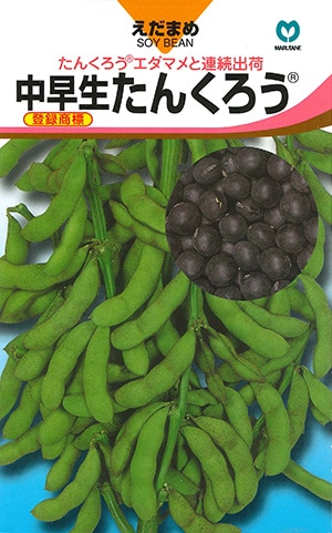 エダマメ　中早生たんくろう