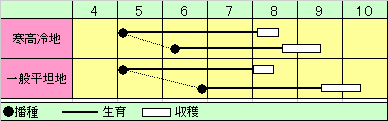 エダマメ　香里（こうり）