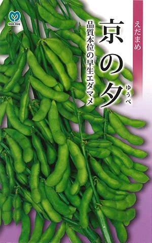 エダマメ　京の夕（ゆうべ）
