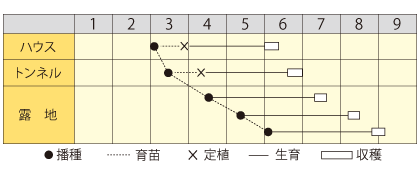 エダマメ　京の夕（ゆうべ）