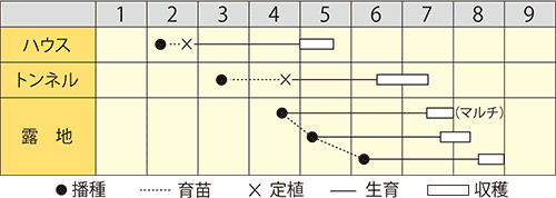 エダマメ　京の夏