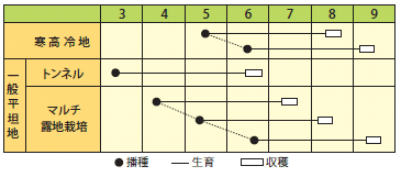 トウモロコシ　夏色コーン