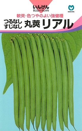 インゲン　リアル