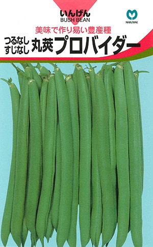 インゲン　プロバイダー