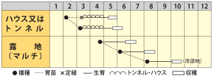 インゲン　フレーバー10