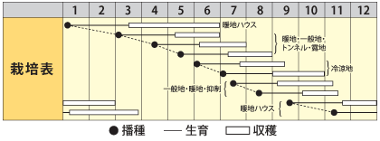 インゲン　ナルデ
