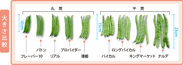 インゲン　ナルデ