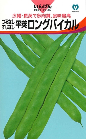 インゲン　ロングバイカル