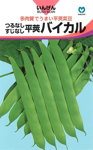 インゲン　バイカル