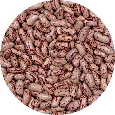 インゲン　長鶉菜豆