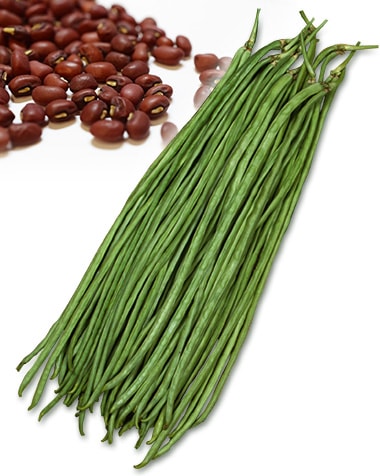 ササゲ 赤種三尺ささげ | 豆類,ササゲ | 丸種オンラインショップ |野菜