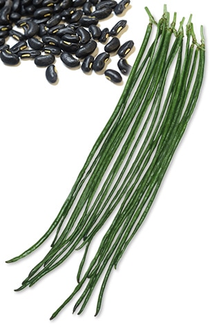 豆類,ササゲ | 丸種オンラインショップ |野菜種子販売