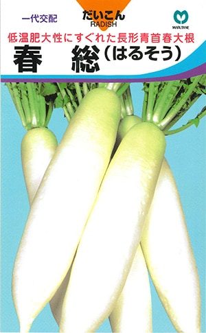 春ダイコン　春総