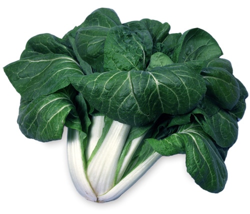 シロナ　大晩生大阪しろな