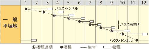 コマツナ　洛翠（らくすい）