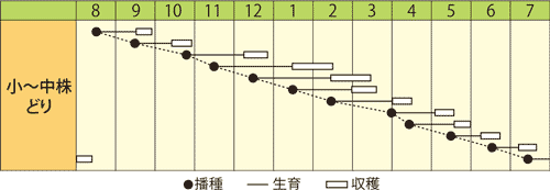 ミズナ　早生はりはり京水菜