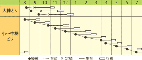ミズナ　早生はりはり605京水菜