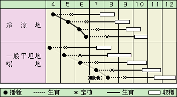 キャベツ　YR優緑（ゆうりょく）