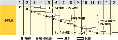 ハツカダイコン　バードランド