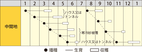 ハツカダイコン　フレンチブレックファスト