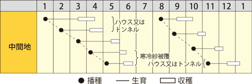 ハツカダイコン　スパークラー