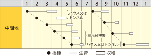 ハツカダイコン　ホワイトアイシクル