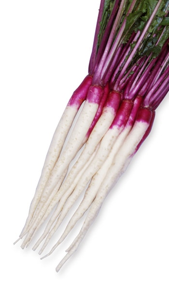 カブ　日野菜蕪