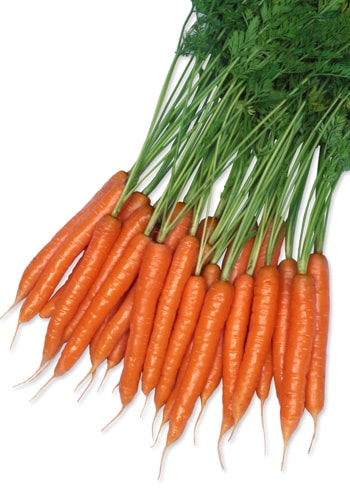 ニンジン　ミニキャロット