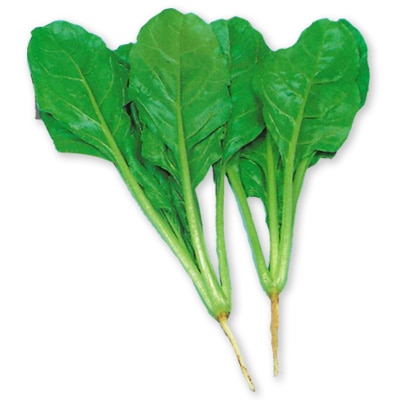 西洋不断草（白茎）