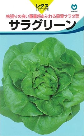 レタス　サラグリーン