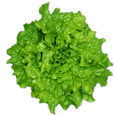 葉菜類,レタス | 丸種オンラインショップ |野菜種子販売
