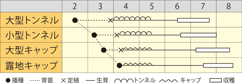 大玉スイカ　みかく