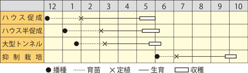 大玉スイカ　ロイヤル甘泉