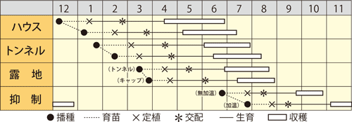 大玉スイカ　金扇クリーム