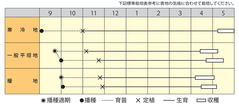 キャベツ　特急