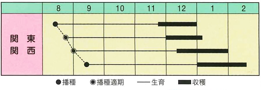 ハクサイ　京都三号