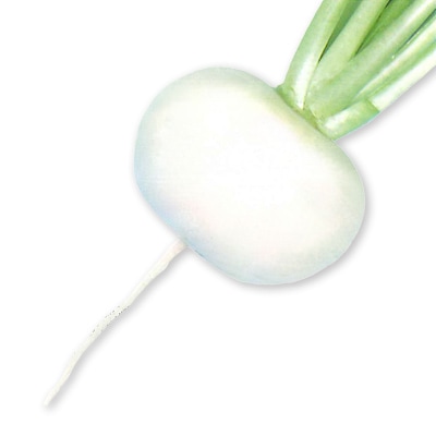 カブ　丸葉天王寺