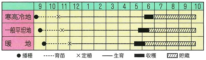タマネギ　泉州黄二号【今期品切れ】
