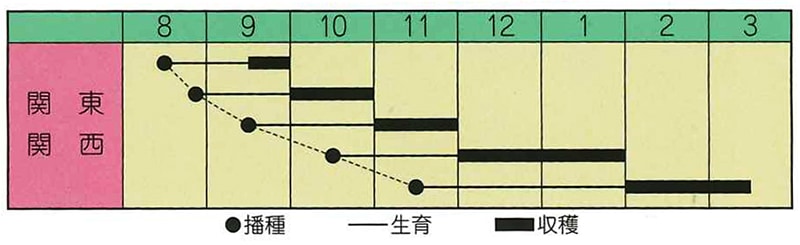ホウレンソウ　アジア