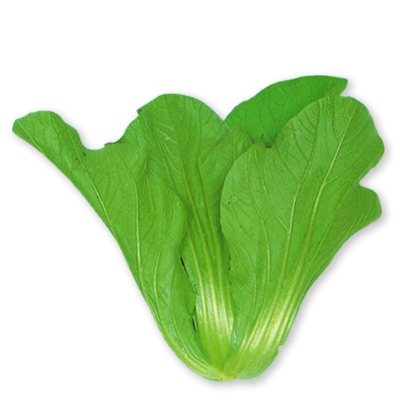 ツケナ　広島菜