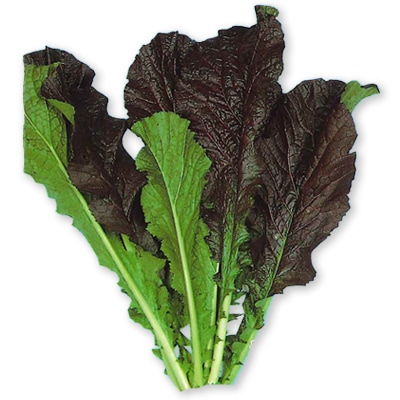 ツケナ　赤大葉高菜