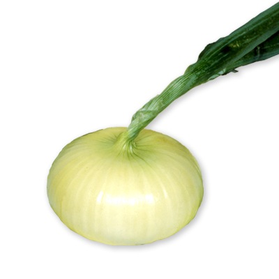 タマネギ 貝塚早生 | 根菜類,タマネギ | 丸種オンラインショップ |野菜