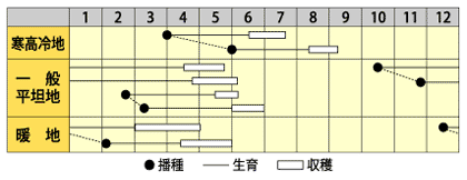 つるありスナップエンドウ　ヘルシースナップ