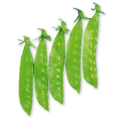 赤花絹さやの種 矮性赤花絹莢[サヤえんどう] - e-種や｜国内最大級の野菜種・花