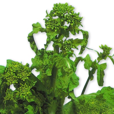 ハナナ　寒咲はなな