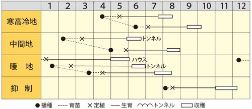 カボチャ　くりリッチ